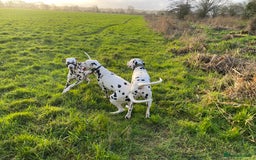 Dalmatian dogs for sale: Top quality show type Dalmatian pups 🐶  - Image 4