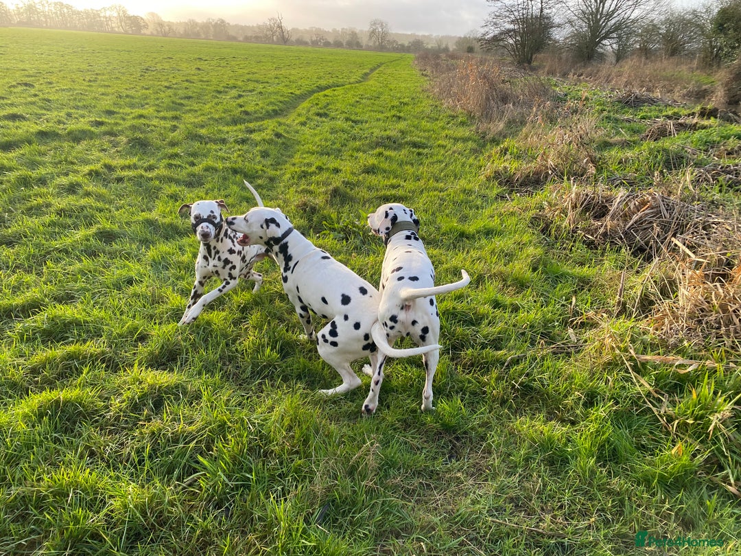 Dalmatian dogs for sale: Top quality show type Dalmatian pups 🐶  - Image 4
