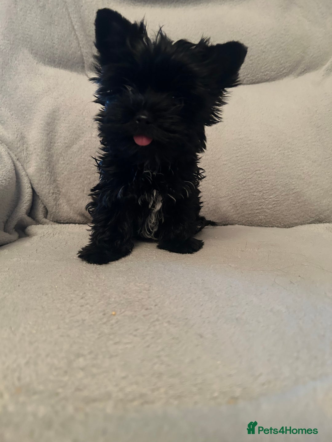Biewer Terrier dogs for sale: Choco,black & ocean pearl Biewer Terrier - Advert 15