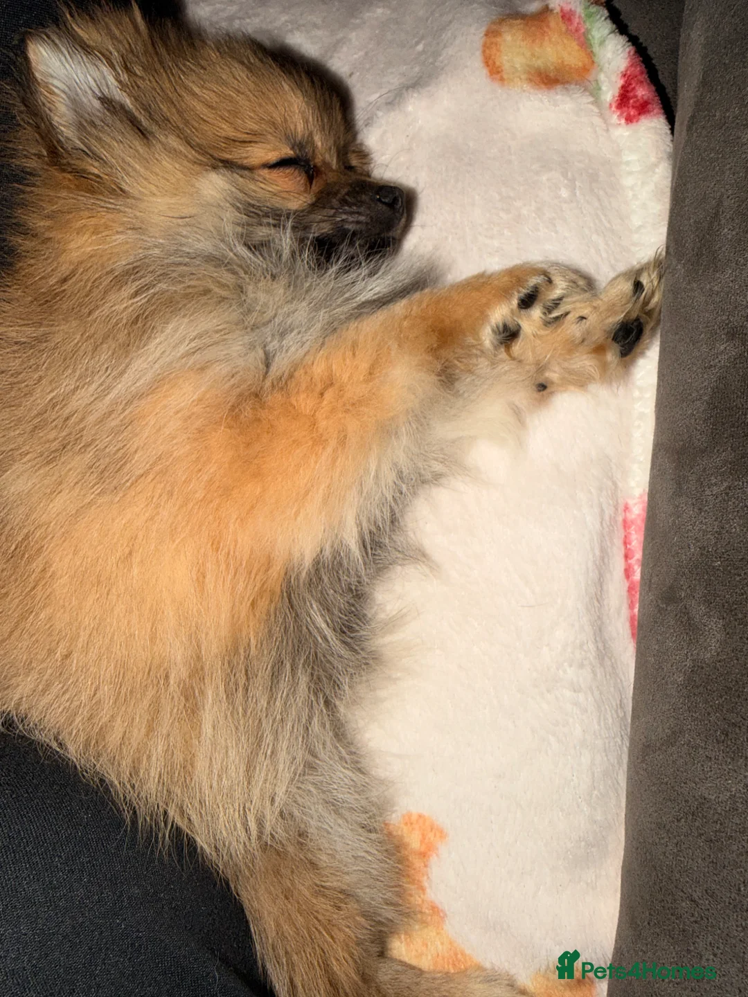 Pomeranian dogs for sale: Beautiful girl miniature Pomeranian in Orpington - Advert 1