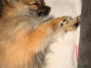 Pomeranian dogs Beautiful girl miniature Pomeranian - Advert 6