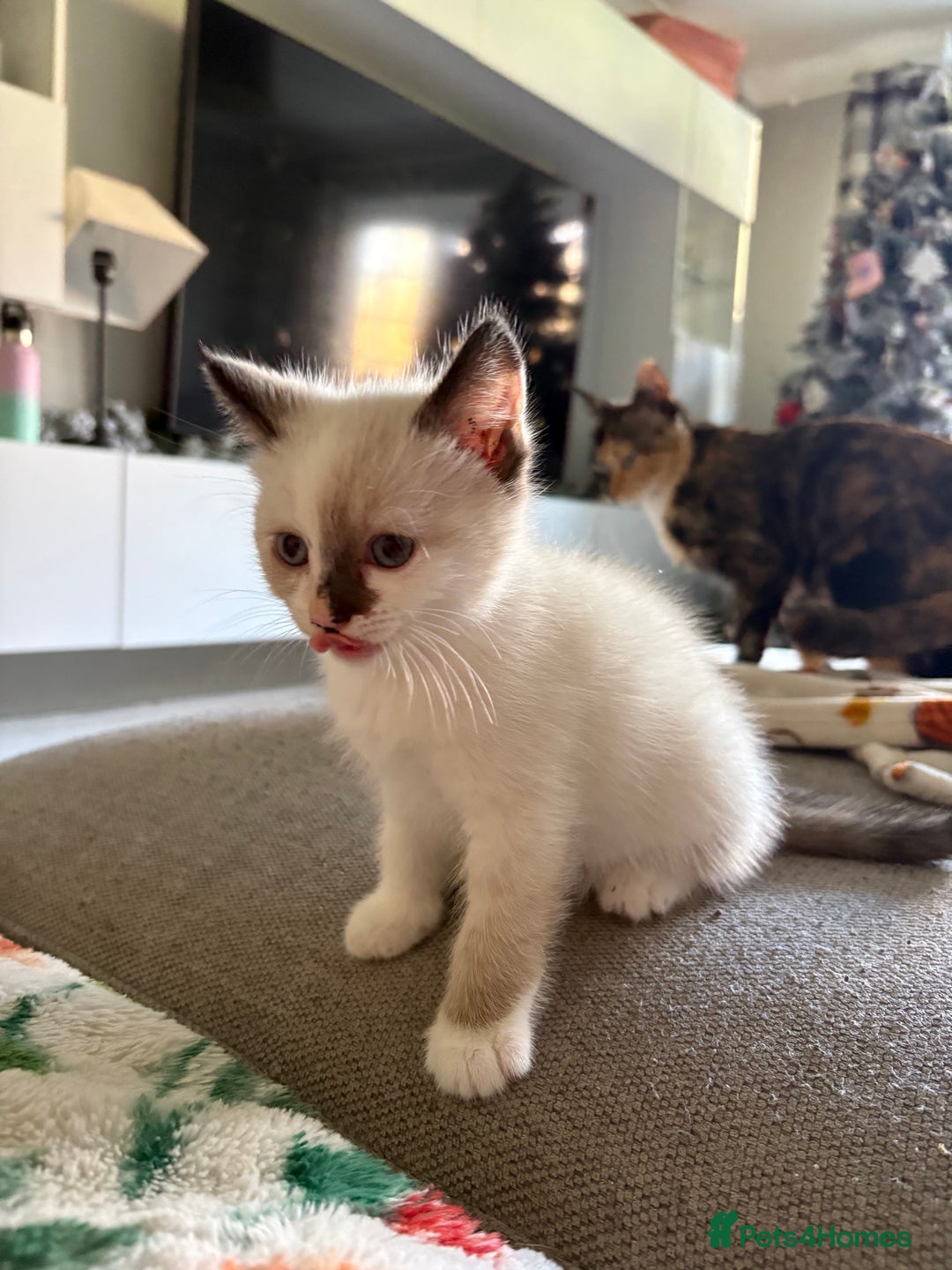 RagaMuffin cats for sale: Beautiful Ragamuffin Kittens Ready December 24th   - Advert 15