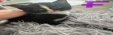Mixed Breed Kitten 3