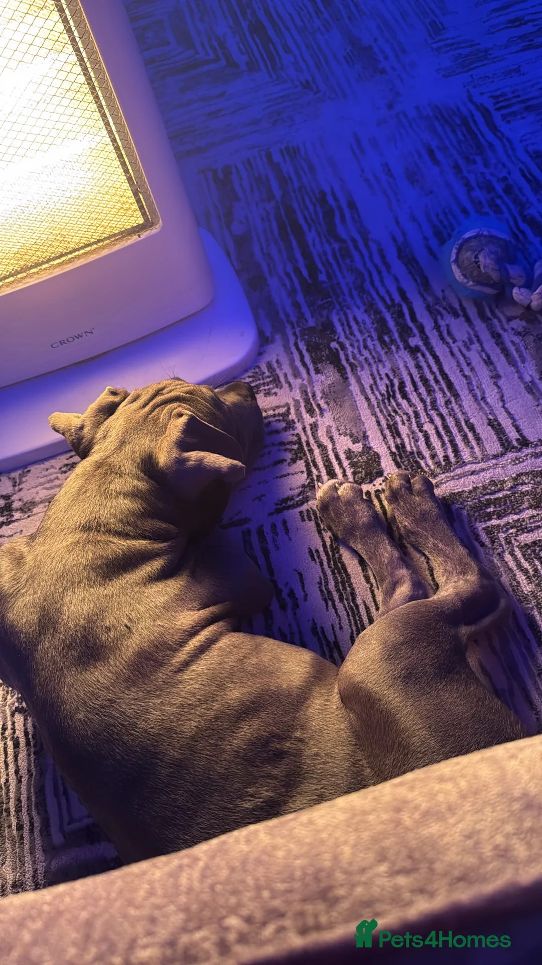 Mixed Breed dogs for sale: Beautiful blue eye Canecorso/American Staffy  - Advert 4