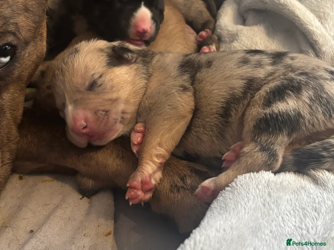 Mixed Breed dogs for sale: Beautiful staffy x German Shepard puppies - Advert 4