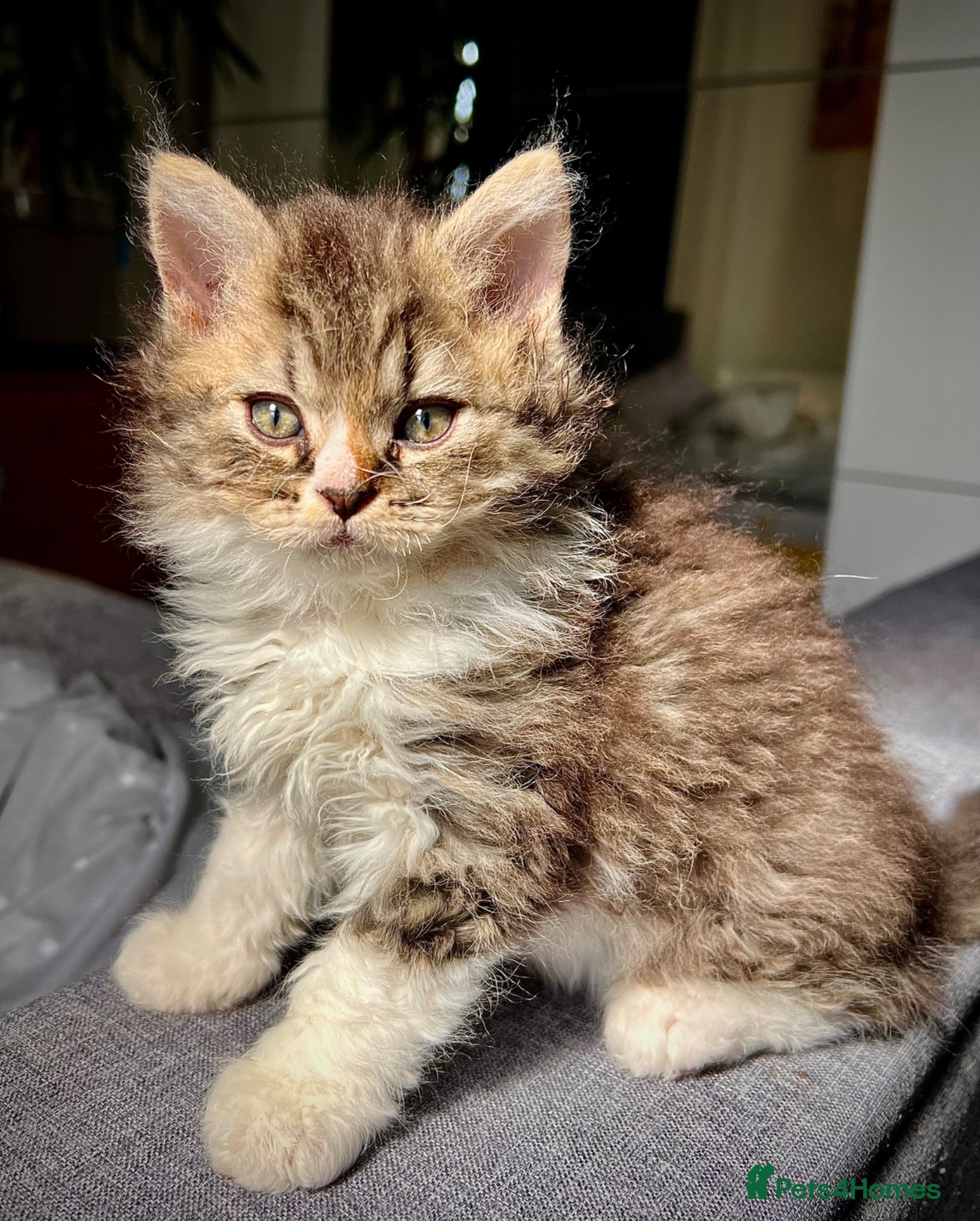 Selkirk Rex cats Beautiful Selkirk rex kitten  - Advert 1