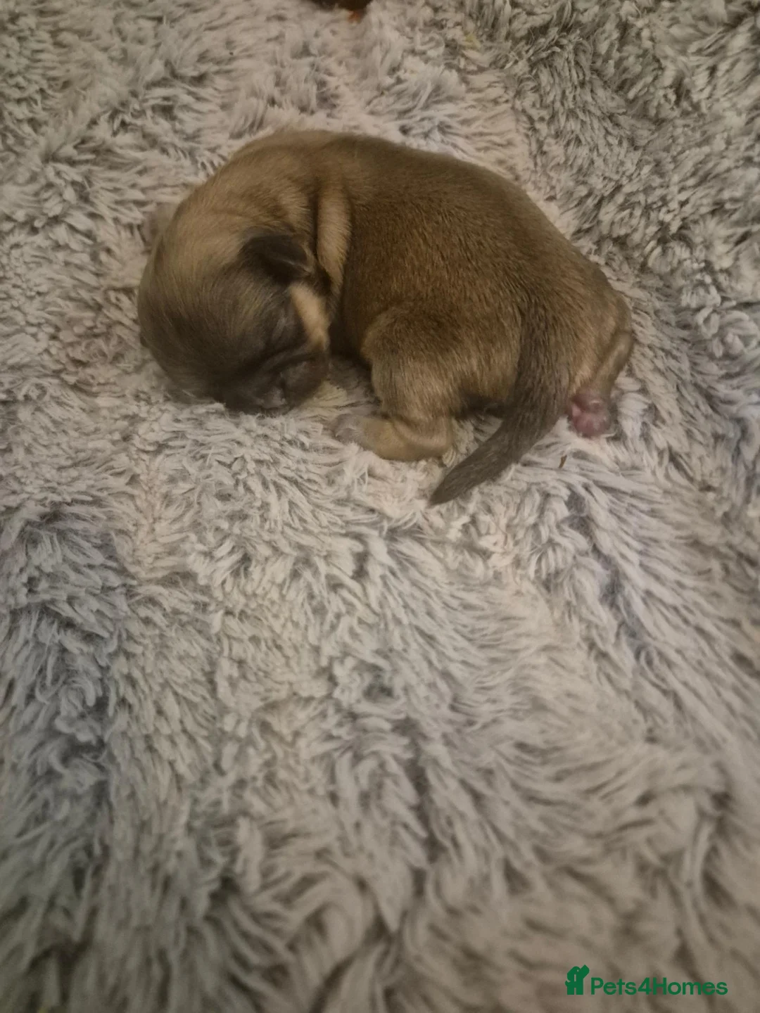 Shih Tzu dogs for sale: 5 Adorable Shih Tzu puppies-Will be ready 13th Dec - Advert 7