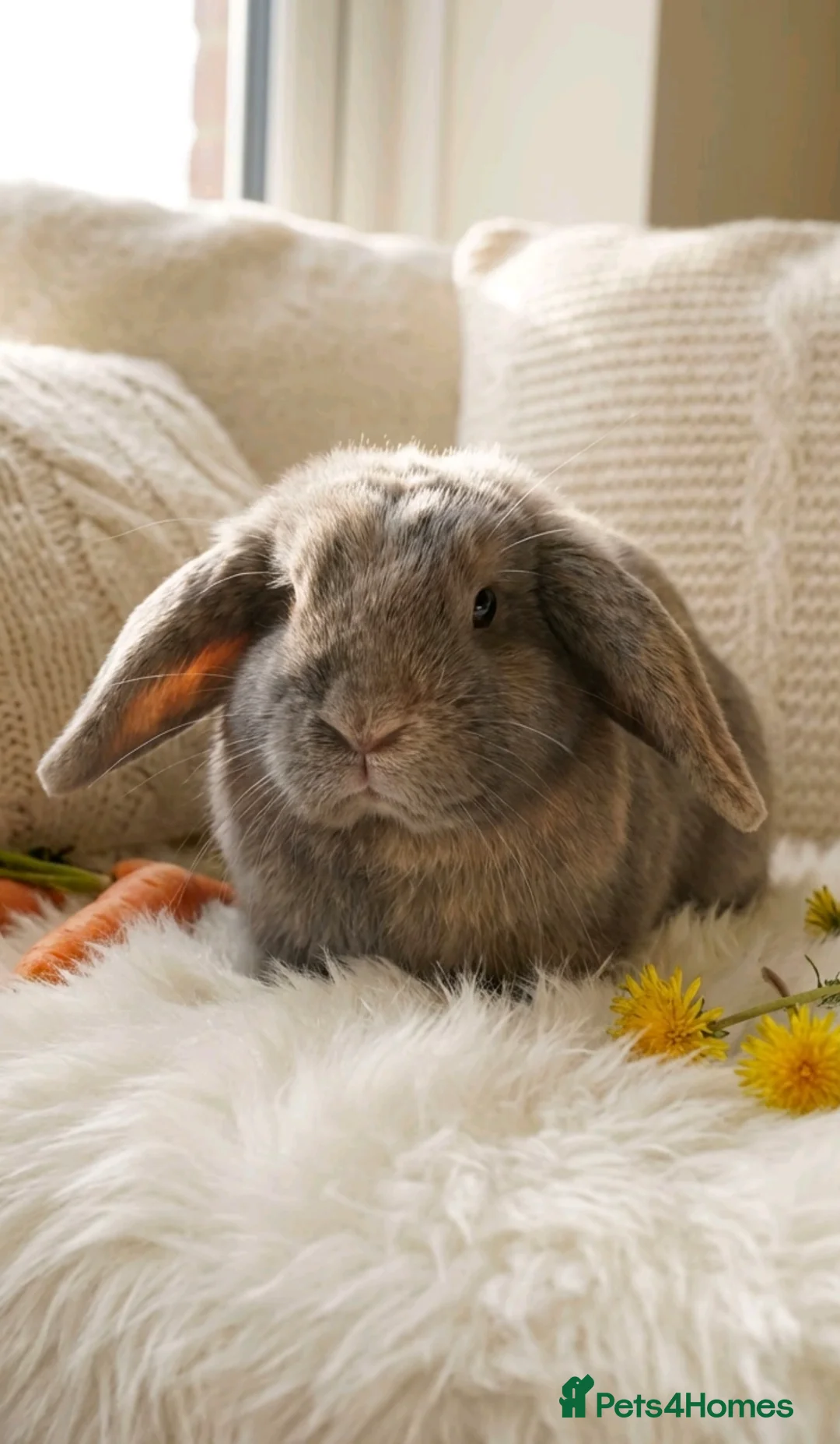 Mini Lion Lop rabbits for sale: Gentle, social, playful not neutered - Advert 1
