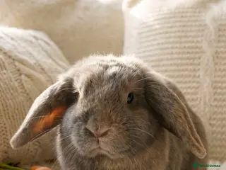 Mini Lion Lop rabbits Gentle, social, playful not neutered - Advert 3