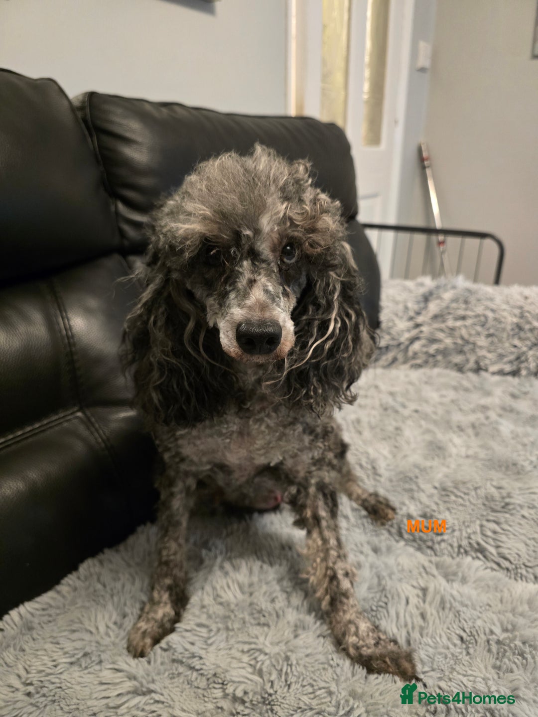 Maltipoo dogs for sale: MALTIPOO PUPPIES FOR SALE - Image 2