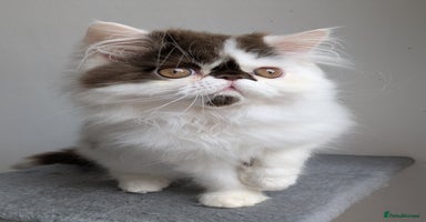 Persian cats - Advert 5