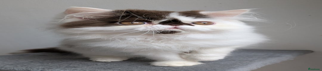 Smudge - Male