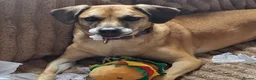 Mixed Breed dogs for sale: Nikita - mixed breed in Ipswich - Advert 5