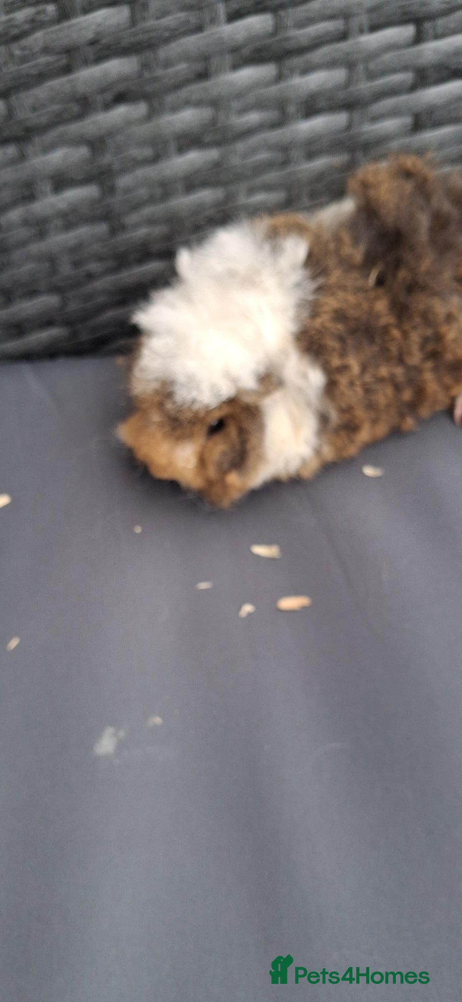 Guinea Pig rodents Baby boy guinea pigs - Advert 2
