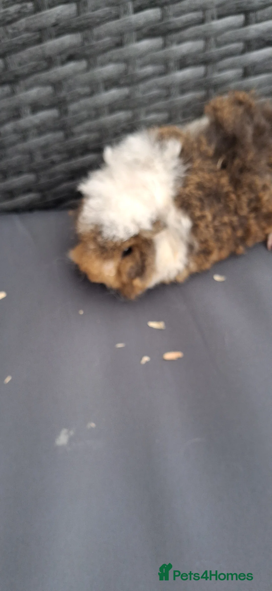 Guinea Pig rodents for sale: Baby boy guinea pigs - Advert 1