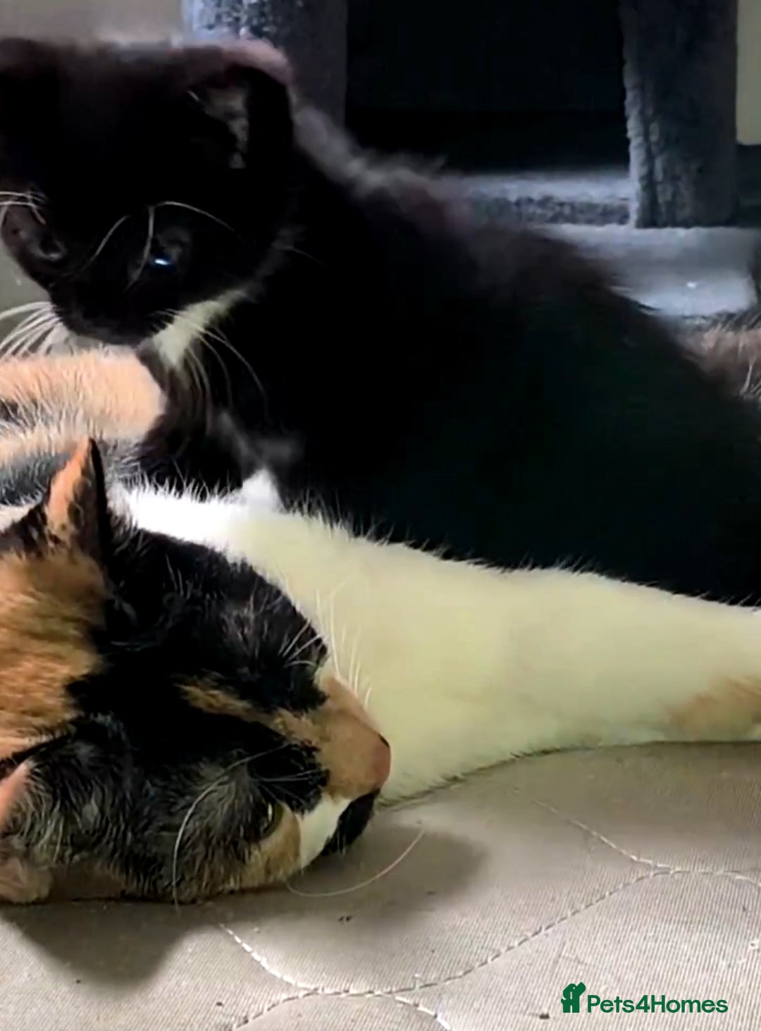 Mixed Breed Kitten 3