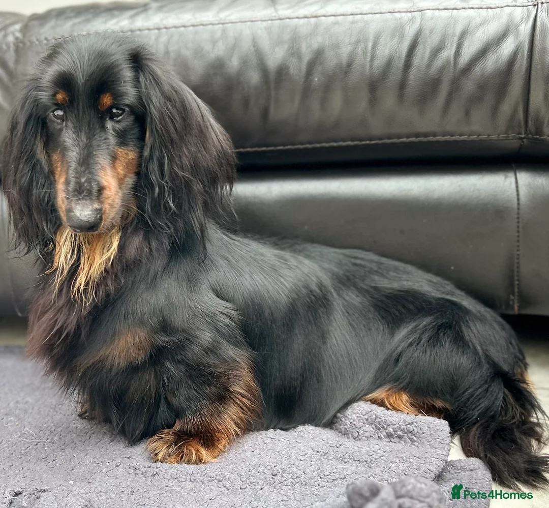 Dachshund dogs for sale: Standard Long hair Girl - Advert 2