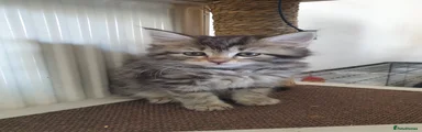Tabby