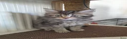 Mixed Breed cats for sale: Kittens for SALE - Advert 3