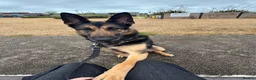 Mixed Breed dogs for sale: Beautiful German Shepherd  - Advert 4