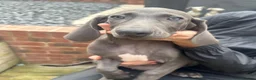 Weimaraner dogs for sale: Only 1 blue girl available  - Advert 3