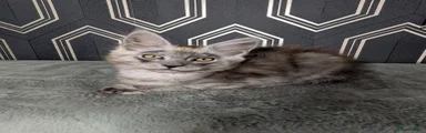 Maine Coon 4