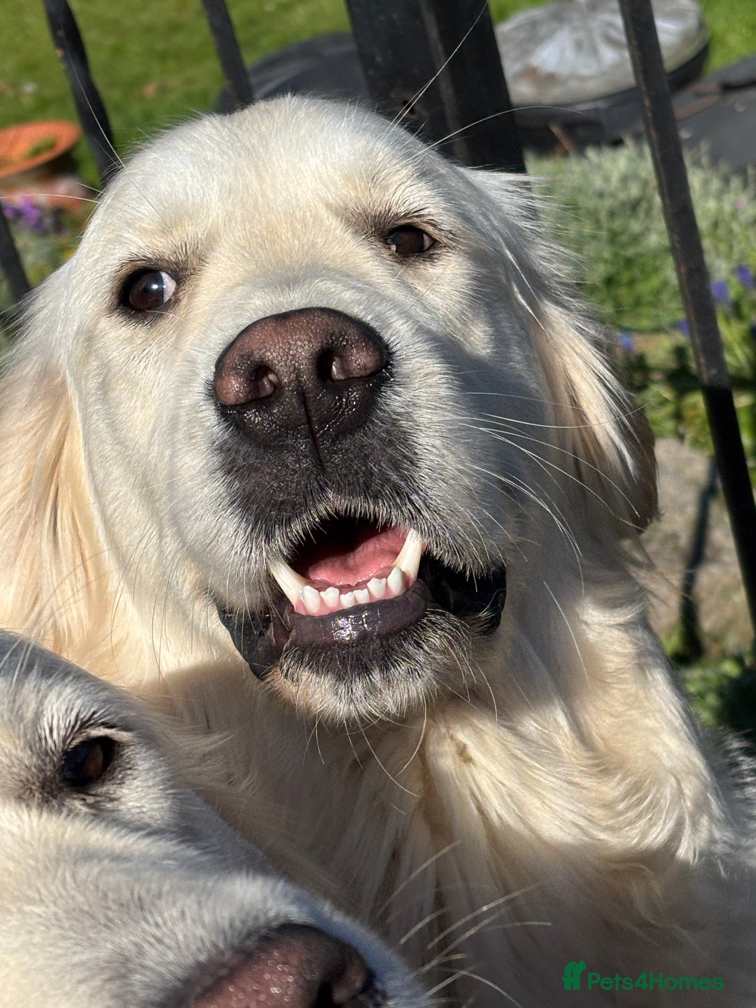Golden Retriever dogs for sale: Champion line KC reg Golden Retriever pups - Image 10
