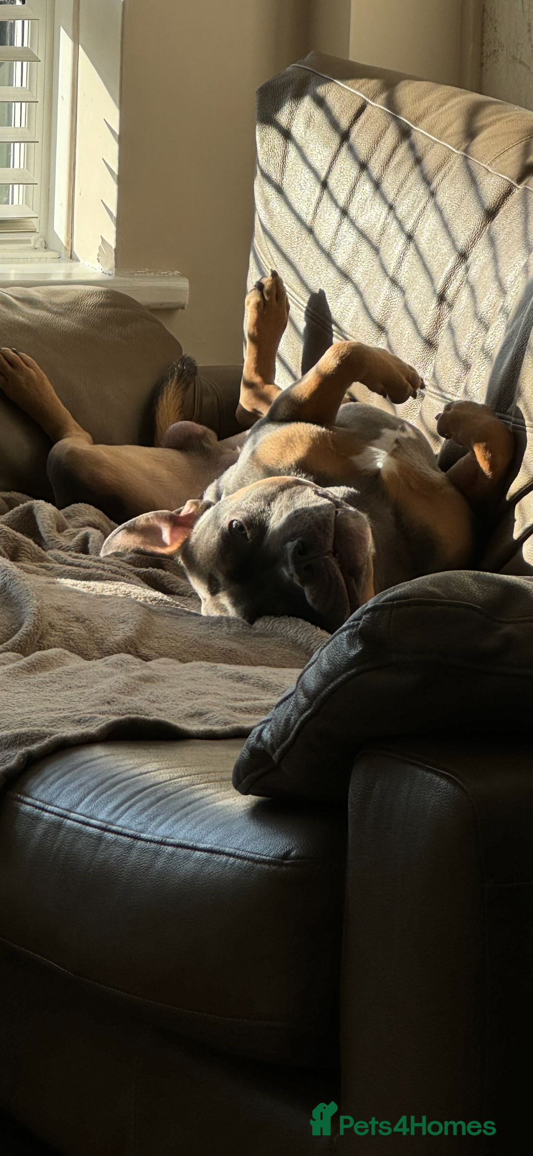 Staffordshire Bull Terrier dogs for stud: Bear the Tri-Colour Staffy - Advert 10