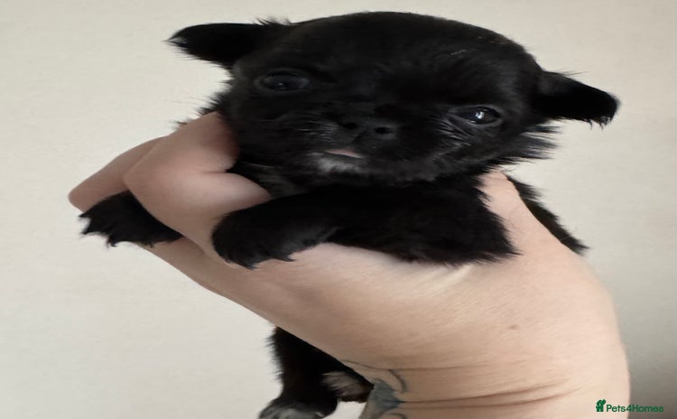 Chihuahua dogs - Advert 1