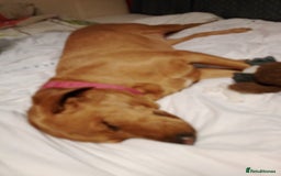Golden Retriever dogs for adoption: Beautiful & Gentle WILLOW - for a Loving Home - Image 1