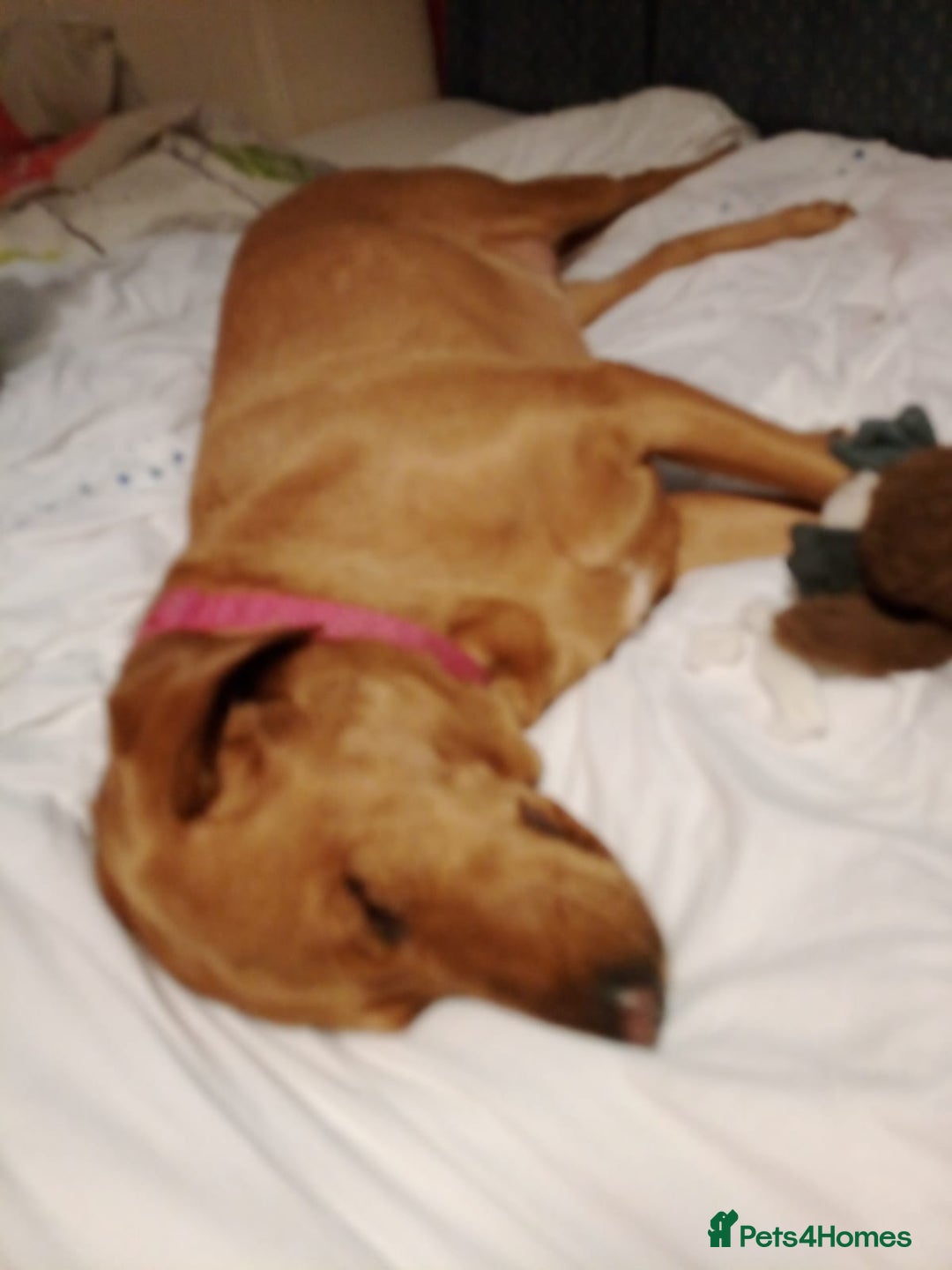 Golden Retriever dogs for adoption: Beautiful & Gentle WILLOW - for a Loving Home - Image 1