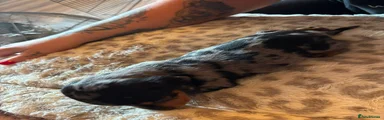 Dachshund 4