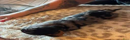 Dachshund dogs for sale: Dachshund puppies - Advert 6
