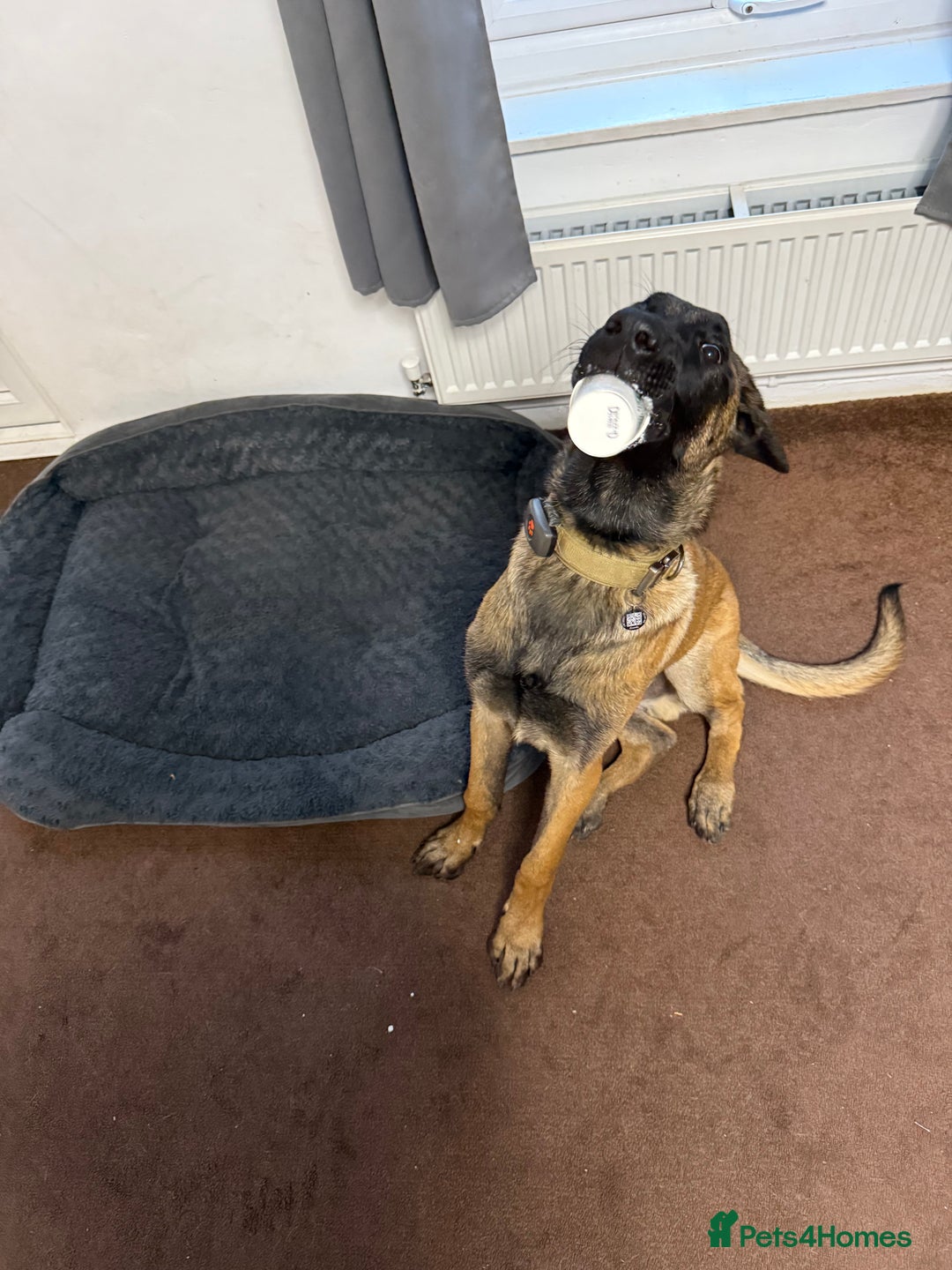 Belgian Shepherd Dog dogs for sale: Rexey - Advert 1