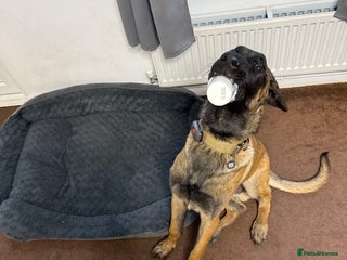 Belgian Shepherd Dog dogs Rexey - Advert 1