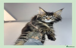 Maine Coon cats for sale: Russian Import Maine Coon Kittens  - Image 3