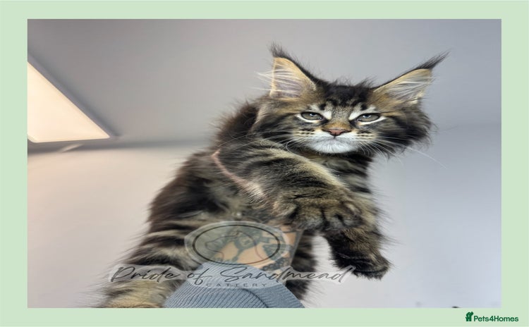 Maine Coon cats - Advert 14