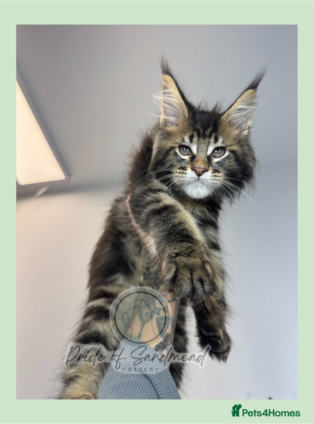 Maine Coon cats for sale: Russian Import Maine Coon Kittens  - Image 3