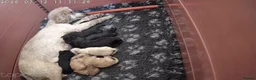 Toy Poodle dogs for sale: Toy poodle puppies  - Advert 12