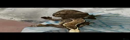 Gecko reptiles for sale: Crested gecko in South Ockendon - Advert 10