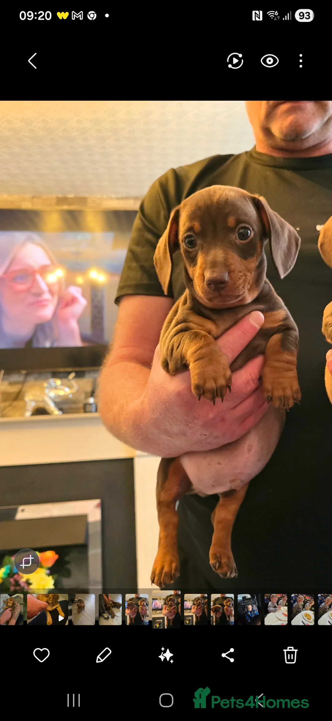 Dachshund dogs for sale: Dashhound puppies LAST BOY - Advert 2