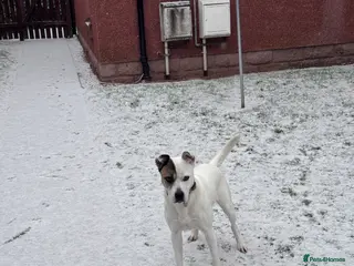 Mixed Breed dogs For sale - Advert 1