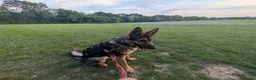 German Shepherd dogs for sale: Beautiful German Shepherd female in Pevensey - Advert 3