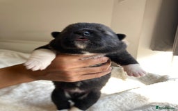 Akita dogs for sale: Akita puppies  - Image 7