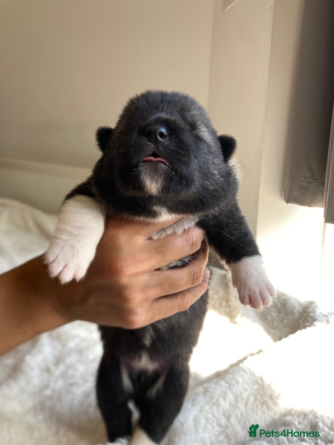Akita dogs for sale: Akita puppies  - Image 7