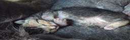 Russian Blue cats for sale: Blue Russian Babies For Sale  in Swansea - Advert 9