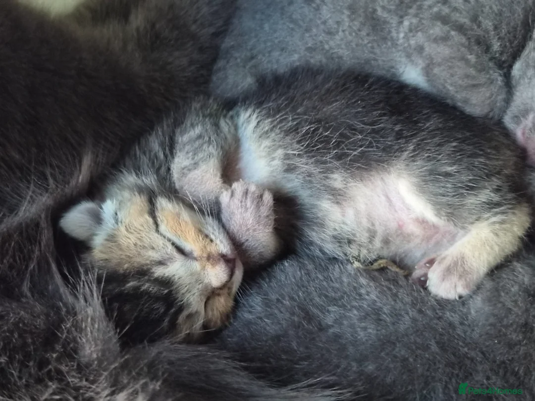 Russian Blue cats for sale: Blue Russian Babies For Sale  in Swansea - Advert 9