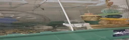Hamster rodents for sale: Female syrian hamster with set up - Advert 2