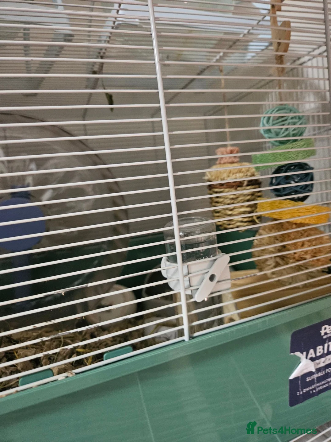 Hamster rodents for sale: Female syrian hamster with set up - Advert 2