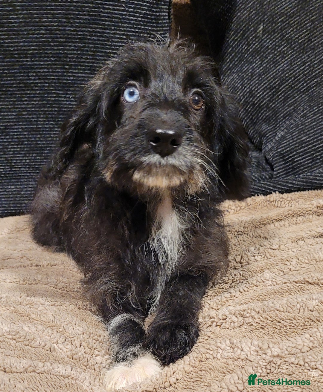 Labradoodle dogs for sale: Labradoodle puppies - Advert 12